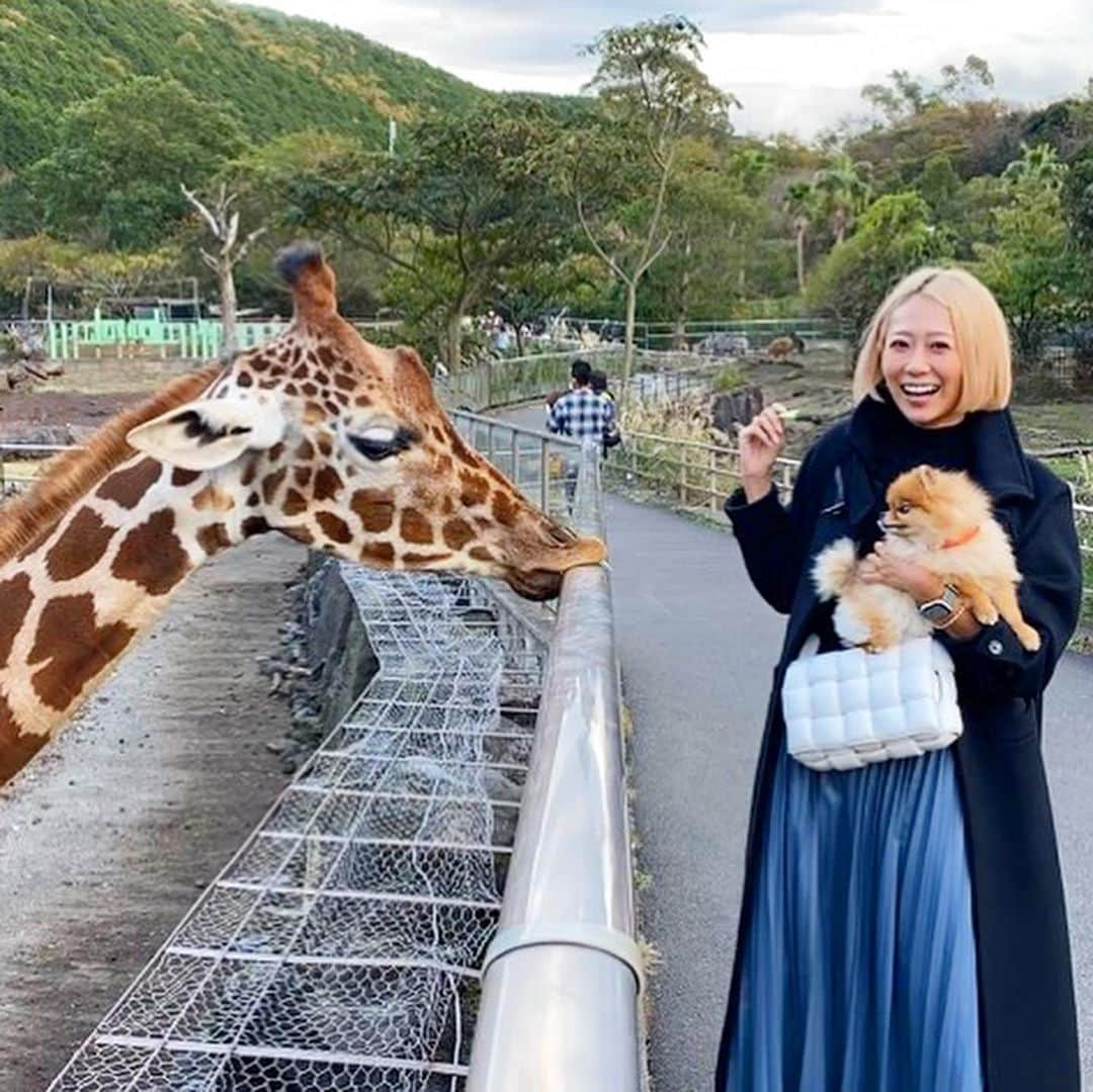 Mika Jimboさんのインスタグラム写真 - (Mika JimboInstagram)「【もんじゃ🆚キリンの勝敗やいかに？！イッヌと行ける動物園🦒】﻿ ﻿ 伊豆に行った時に思いつきで立ち寄った#伊豆アニマルキングダム はイッヌといける奇天烈な動物園🦒(小型犬のみかも)﻿ ﻿ ﻿ イッヌと動物を見るなんて、いったい誰が考えたんだ🥸？﻿ ﻿ ここの動物園は動物との距離が異様に近いタイプで面白い👍キリンとこの距離まで近づけるのはレアいから楽しいよ☺️﻿ ﻿ ただし、﻿ もんじゃがいたせいなのかキリンが全然寄り付いてくれなかった😟﻿ ﻿ もんじゃ、うーうー怒ってたしな😕笑﻿ ビビりな子ね🤨﻿ ﻿キリンのべろキモかった🦒🦒  #伊豆#伊豆高原#伊豆旅行#伊豆観光#伊豆ぐらんぱる公園#伊豆アニマルキングダム#アニマルキングダム#動物園#犬とお出かけ#犬バカ部#犬のいる暮らし#犬と旅行#犬連れ旅行#動物園デビュー#動物園好き#動物好き#イッヌ#ポメラニアン#ポメラニアンが世界一可愛い#ポメラニアン部#ポメ#pomeranian#pompom#pomestagram」12月6日 17時26分 - mikajimbox