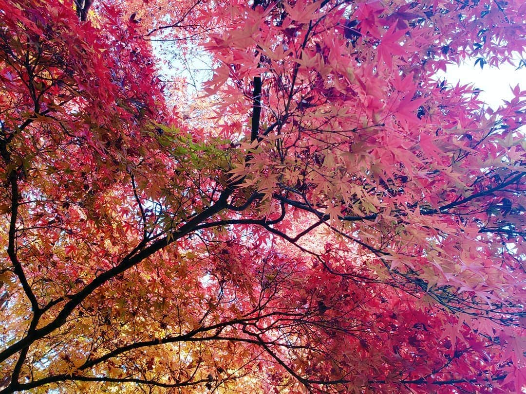 葉山いくみのインスタグラム：「🍁🍁🍁」