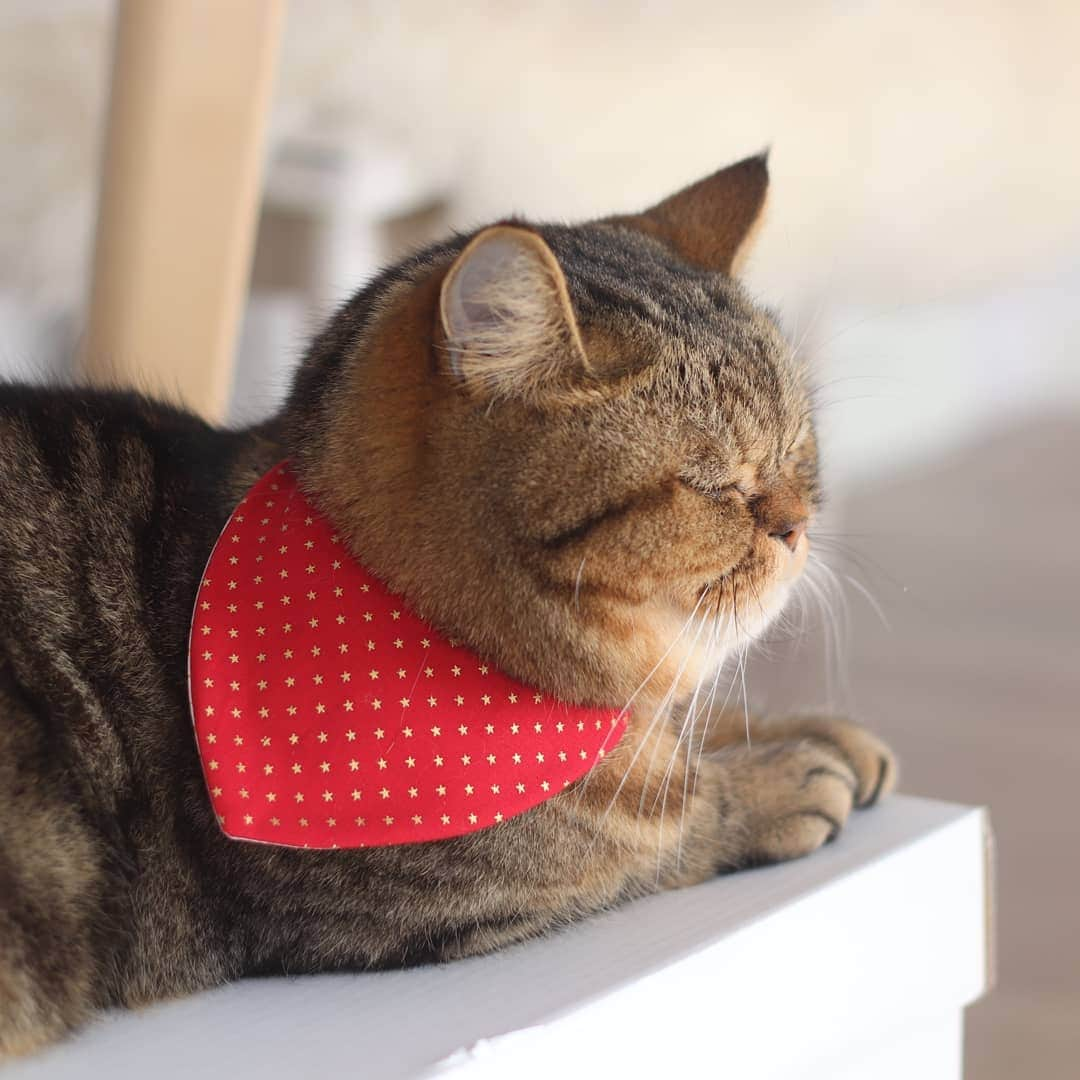 寅次郎（とらちゃん）さんのインスタグラム写真 - (寅次郎（とらちゃん）Instagram)「☆ Bandana style . バンダナしてるとどこから見ても頭の丸さが強調されて可愛い😆 . #クリスマスカラーのバンダナ #寅コレ #minne #ちょこっと再販中 #handmade . . #cat #instagramjapan #cute #にゃんだふるらいふ #無敵の親バカ同盟#にゃんすたぐらむ#ペコねこ部 #ねこ #猫 #猫のいる暮らし #igersjp #meow #gato #エキゾチックショートヘア #貓 #catsofinstagram #ねこすたぐらむ  #バンダナ #可愛い」12月6日 17時34分 - torachanthecat