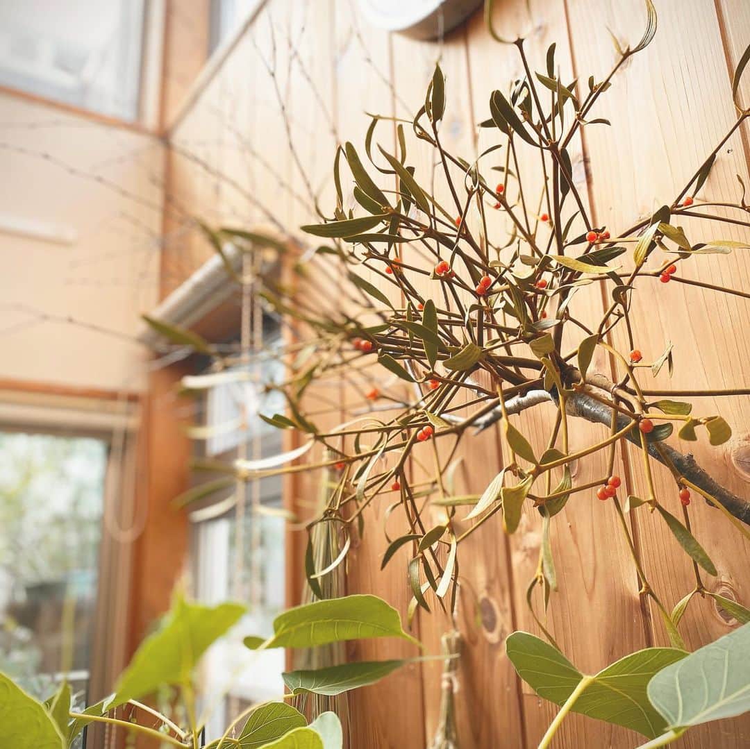 クボタ住建さんのインスタグラム写真 - (クボタ住建Instagram)「枝付きヤドリギ。 getー！ バーも大喜び。 …ではないね…(￣▽￣)  この喜び、家族誰にも通じずまたも完全なるアウェイ。  @yurari_1121  偶然の出会いに感謝します。 #宿り木 #ヤドリギ #リクラマ #インドボダイジュ#木の家#クボタ住建」12月6日 17時49分 - kubota_jyuken