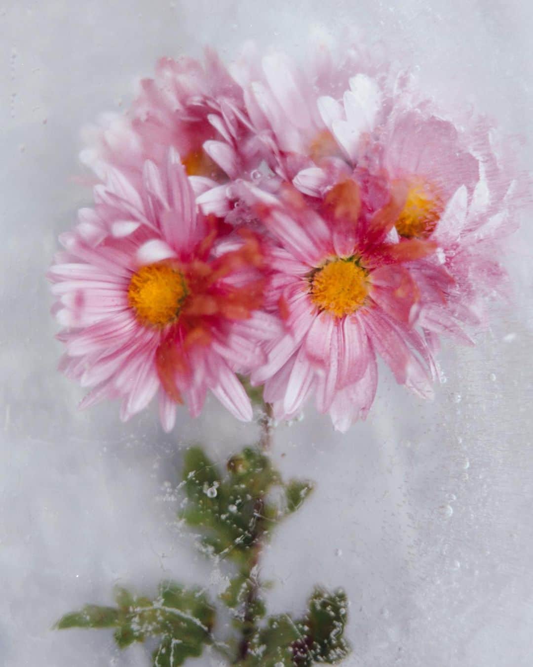 柏田テツヲさんのインスタグラム写真 - (柏田テツヲInstagram)「Flower  #photography  #film #analogphotography  #artphotography #largeformat」12月6日 17時49分 - tetsuokashiwada
