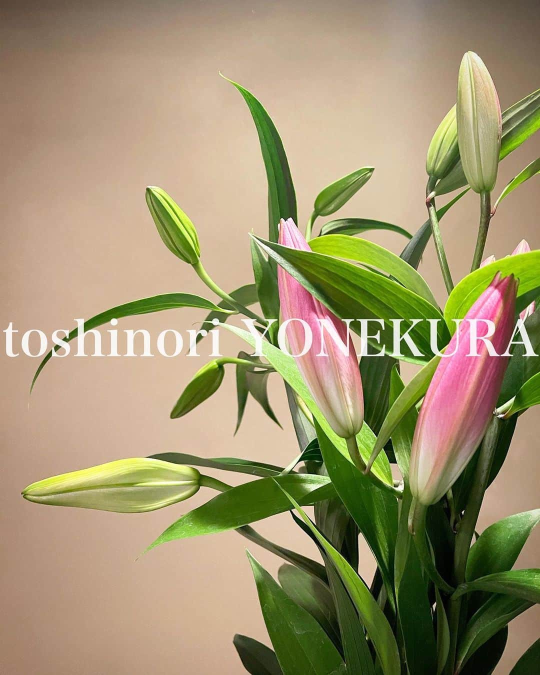 米倉利紀さんのインスタグラム写真 - (米倉利紀Instagram)「flowers of this week #男花 #花のある生活」12月6日 17時47分 - toshi_yonekura