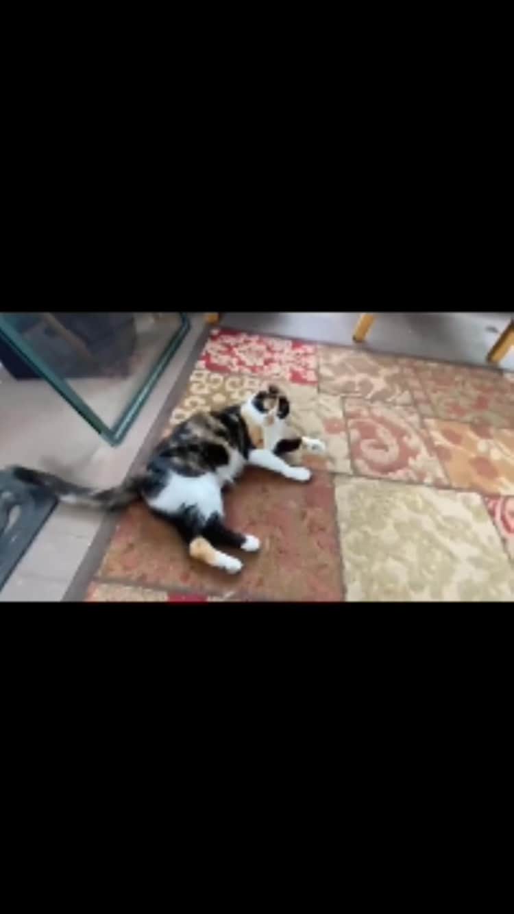 The Cats Of Instagramのインスタグラム：「#Repost • #COIVideoChallenge • @ganzkj December 6: on a catio... Penny so special she has a whole patio to herself. No cats were harmed in the making of this video. Penny is just a diva」