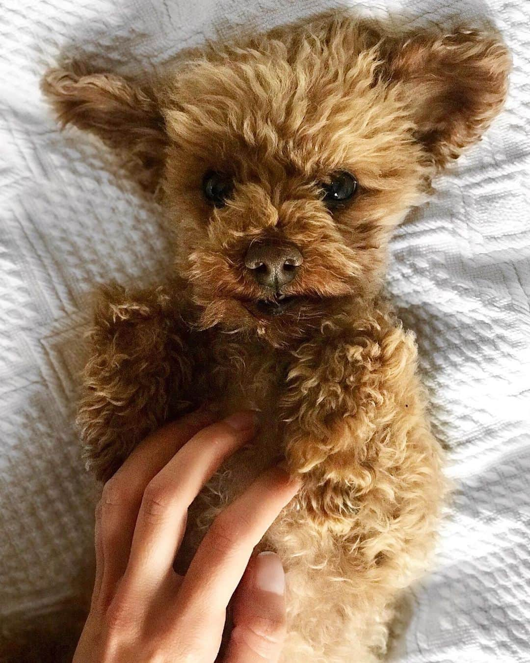 Mollie Kingさんのインスタグラム写真 - (Mollie KingInstagram)「Sunday snuggles 🐻 @alfiethetoy #poodle #sunday」12月7日 3時57分 - mollieking