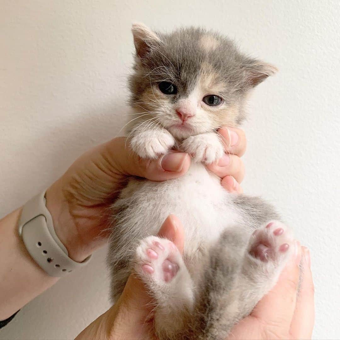 Cats of Instagramさんのインスタグラム写真 - (Cats of InstagramInstagram)「From @kellyfosterkittens: “In case you needed to see some tiny toe beans on your newsfeed today 🐾❤️” #catsofinstagram」12月7日 4時15分 - cats_of_instagram