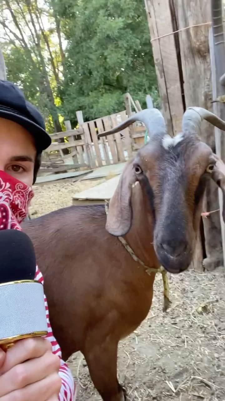 DYLAN MULVANEYのインスタグラム：「Hanging with my girl Amber the goat. Thanks @keeshlo for showing me your milking tricks 🐐💖 #farm #gay #animals #goat」