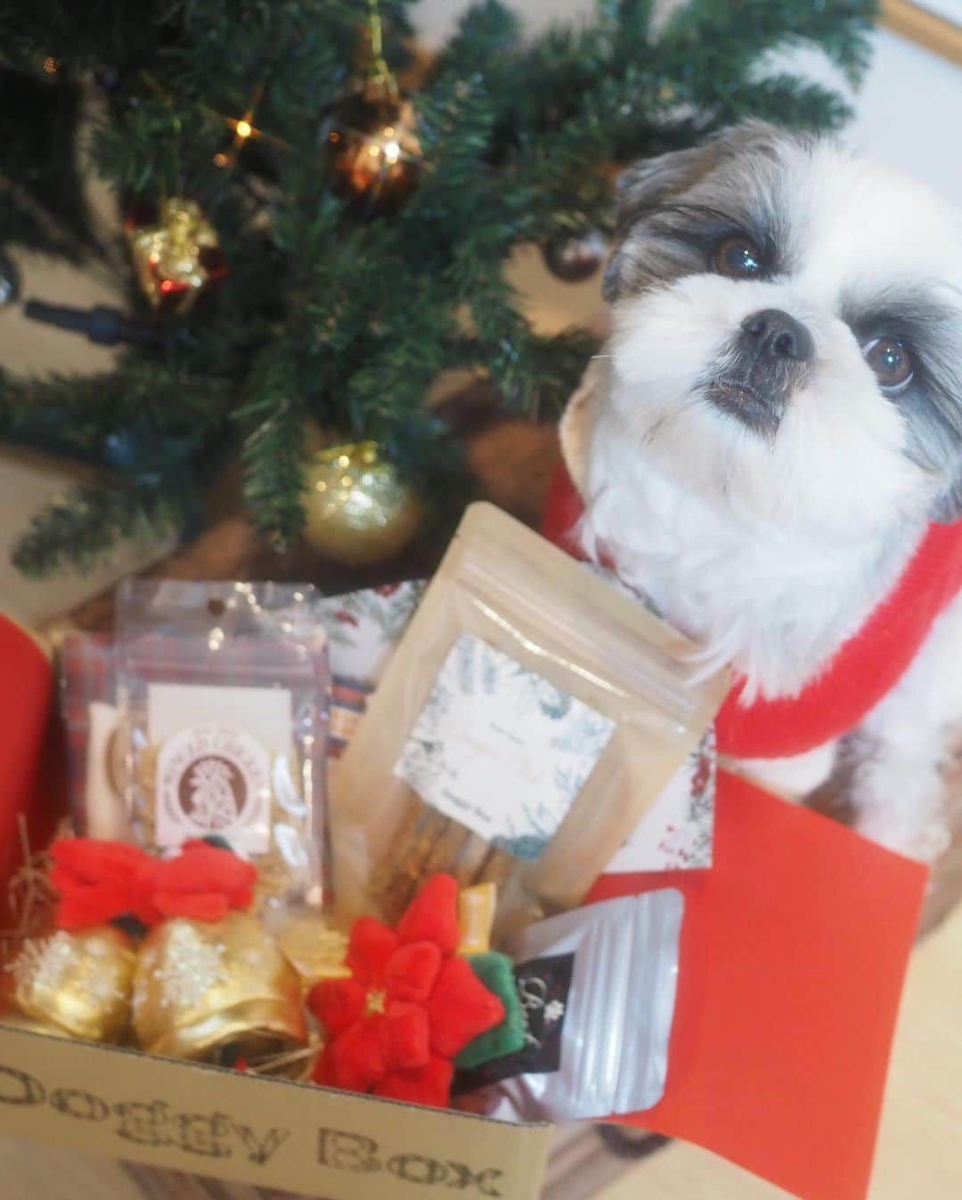 いくらさんのインスタグラム写真 - (いくらInstagram)「いくらにサンタさん（ @doggybox_jp ）からクリスマスプレゼント（DoggyBox）が届いたよ🐶💕 ・ 12月クリスマス号のテーマは“Christmas in Our Home”🎄🎄🎄 ・ 気になる中身は🤤 ・ 🧸ベルとポインセチアのおもちゃ達🔔🌺 🥓牛レバーチップス 🍖ハモスティック 🍚鶏そぼろのふりかけ 🪥デリケートフィンガー（歯を磨く指ブラシ） 🎅いくらサンタ!?（5.6枚目🤣）←冗談 ・ クリスマス🎄らしい華やかなおもちゃとうまうまのおやつ🤤✨🤙 ※ハモスティックがの食い付きが良すぎて一瞬でなくなりそう😅笑 ・ 季節にあったおもちゃや犬の健康を考えたおやつが毎月届くから楽しみが増えて最高だね🎁✨ ・ ・ #doggybox #ドギボ #pr #犬のおもちゃ #犬のおやつ #クリスマス #シーズー #シーズー好き #シーズー犬好き部 #シーズー大好き部 #シーズー #シーズー部 #ロングまつ毛ワンコの会 #いぬのきもち部 #いぬのきもち #鼻ぺちゃ犬 #短足犬 #いぬすたぐらむ🐶 #shitzu #shitzumania #shihtzuclub #shihtzuloves #shihtzulovers #shihtzugram」12月6日 19時43分 - i_am_ikura