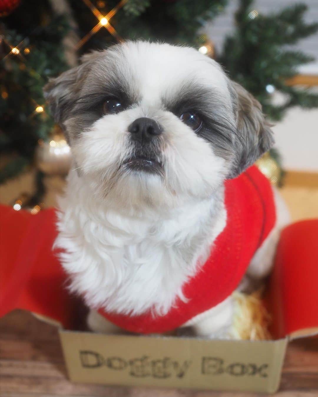 いくらさんのインスタグラム写真 - (いくらInstagram)「いくらにサンタさん（ @doggybox_jp ）からクリスマスプレゼント（DoggyBox）が届いたよ🐶💕 ・ 12月クリスマス号のテーマは“Christmas in Our Home”🎄🎄🎄 ・ 気になる中身は🤤 ・ 🧸ベルとポインセチアのおもちゃ達🔔🌺 🥓牛レバーチップス 🍖ハモスティック 🍚鶏そぼろのふりかけ 🪥デリケートフィンガー（歯を磨く指ブラシ） 🎅いくらサンタ!?（5.6枚目🤣）←冗談 ・ クリスマス🎄らしい華やかなおもちゃとうまうまのおやつ🤤✨🤙 ※ハモスティックがの食い付きが良すぎて一瞬でなくなりそう😅笑 ・ 季節にあったおもちゃや犬の健康を考えたおやつが毎月届くから楽しみが増えて最高だね🎁✨ ・ ・ #doggybox #ドギボ #pr #犬のおもちゃ #犬のおやつ #クリスマス #シーズー #シーズー好き #シーズー犬好き部 #シーズー大好き部 #シーズー #シーズー部 #ロングまつ毛ワンコの会 #いぬのきもち部 #いぬのきもち #鼻ぺちゃ犬 #短足犬 #いぬすたぐらむ🐶 #shitzu #shitzumania #shihtzuclub #shihtzuloves #shihtzulovers #shihtzugram」12月6日 19時43分 - i_am_ikura
