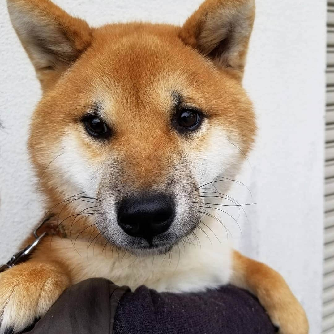 柴犬たま Shibainu Tamaさんのインスタグラム写真 - (柴犬たま Shibainu TamaInstagram)「1枚目のウニがたまに激似🤪💥﻿(笑) ﻿ 家族に見せてもたまと間違えられたほど😂😂﻿ (2枚目はたま1歳半くらいの写真)﻿ ﻿ ﻿ 横顔はウニの方が幼いかな〜🙄﻿ ﻿ Caption trans🇬🇧﻿﻿﻿﻿﻿﻿﻿﻿﻿ Uni in pic1 is just like Tama🤪💥﻿(lol) I showed this picture to my family. The family also mistook him for Tama😂😂 (pic2 is a picture of Tama around 1 year and 6 months old.)﻿ Profile looks more juvenile in Uni than Tama🙄﻿ ﻿﻿﻿﻿﻿﻿﻿﻿﻿ #柴犬たま #たママ #たまーば #たま家族 #柴犬ウニ #祖母と孫 #隔世遺伝 #シンクロ #似た者同士 #ふわもこ #かなりひし形﻿ #柴犬 #shiba #shibainu #shibastagram #犬 #dog #多頭飼い」12月6日 19時39分 - tama7653