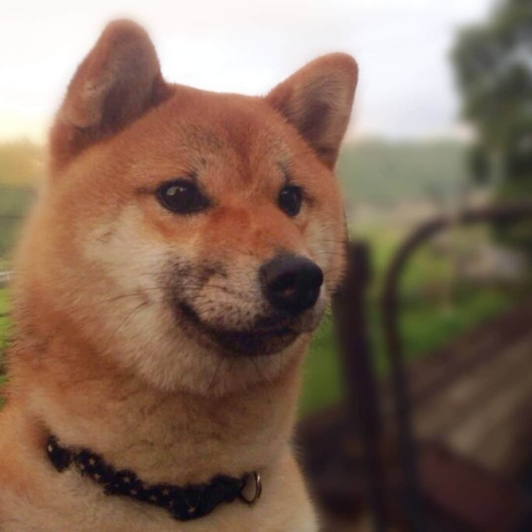 柴犬たま Shibainu Tamaさんのインスタグラム写真 - (柴犬たま Shibainu TamaInstagram)「1枚目のウニがたまに激似🤪💥﻿(笑) ﻿ 家族に見せてもたまと間違えられたほど😂😂﻿ (2枚目はたま1歳半くらいの写真)﻿ ﻿ ﻿ 横顔はウニの方が幼いかな〜🙄﻿ ﻿ Caption trans🇬🇧﻿﻿﻿﻿﻿﻿﻿﻿﻿ Uni in pic1 is just like Tama🤪💥﻿(lol) I showed this picture to my family. The family also mistook him for Tama😂😂 (pic2 is a picture of Tama around 1 year and 6 months old.)﻿ Profile looks more juvenile in Uni than Tama🙄﻿ ﻿﻿﻿﻿﻿﻿﻿﻿﻿ #柴犬たま #たママ #たまーば #たま家族 #柴犬ウニ #祖母と孫 #隔世遺伝 #シンクロ #似た者同士 #ふわもこ #かなりひし形﻿ #柴犬 #shiba #shibainu #shibastagram #犬 #dog #多頭飼い」12月6日 19時39分 - tama7653