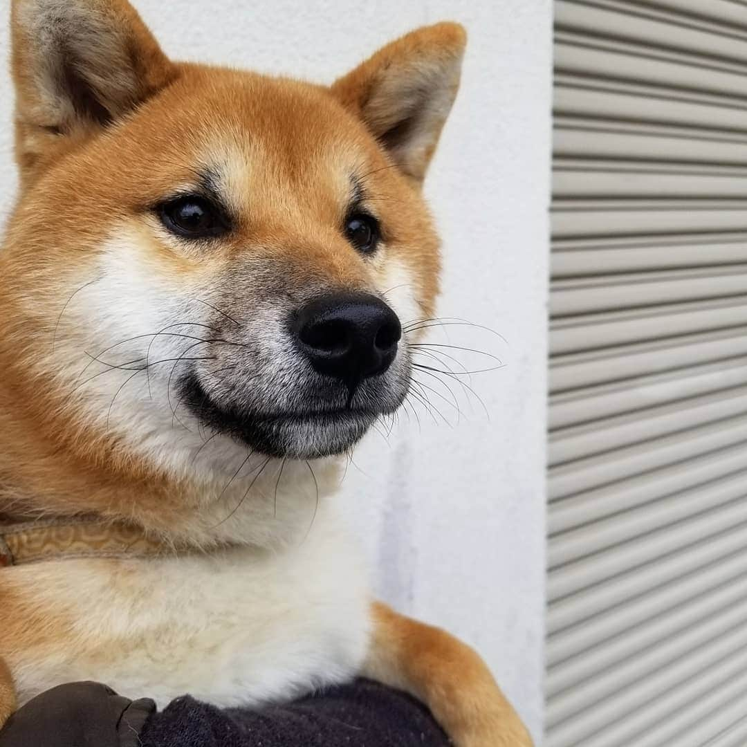 柴犬たま Shibainu Tamaさんのインスタグラム写真 - (柴犬たま Shibainu TamaInstagram)「1枚目のウニがたまに激似🤪💥﻿(笑) ﻿ 家族に見せてもたまと間違えられたほど😂😂﻿ (2枚目はたま1歳半くらいの写真)﻿ ﻿ ﻿ 横顔はウニの方が幼いかな〜🙄﻿ ﻿ Caption trans🇬🇧﻿﻿﻿﻿﻿﻿﻿﻿﻿ Uni in pic1 is just like Tama🤪💥﻿(lol) I showed this picture to my family. The family also mistook him for Tama😂😂 (pic2 is a picture of Tama around 1 year and 6 months old.)﻿ Profile looks more juvenile in Uni than Tama🙄﻿ ﻿﻿﻿﻿﻿﻿﻿﻿﻿ #柴犬たま #たママ #たまーば #たま家族 #柴犬ウニ #祖母と孫 #隔世遺伝 #シンクロ #似た者同士 #ふわもこ #かなりひし形﻿ #柴犬 #shiba #shibainu #shibastagram #犬 #dog #多頭飼い」12月6日 19時39分 - tama7653