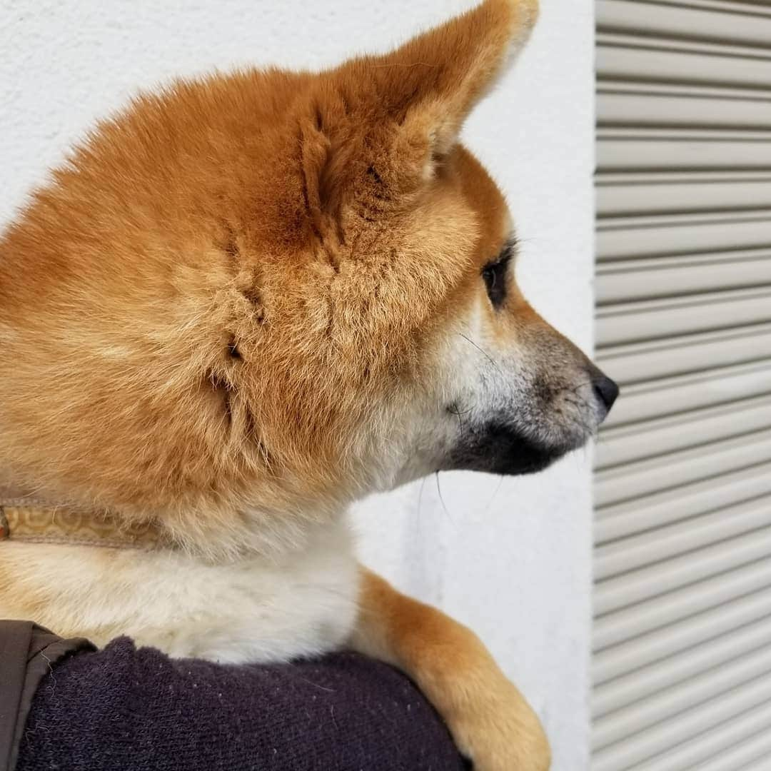 柴犬たま Shibainu Tamaさんのインスタグラム写真 - (柴犬たま Shibainu TamaInstagram)「1枚目のウニがたまに激似🤪💥﻿(笑) ﻿ 家族に見せてもたまと間違えられたほど😂😂﻿ (2枚目はたま1歳半くらいの写真)﻿ ﻿ ﻿ 横顔はウニの方が幼いかな〜🙄﻿ ﻿ Caption trans🇬🇧﻿﻿﻿﻿﻿﻿﻿﻿﻿ Uni in pic1 is just like Tama🤪💥﻿(lol) I showed this picture to my family. The family also mistook him for Tama😂😂 (pic2 is a picture of Tama around 1 year and 6 months old.)﻿ Profile looks more juvenile in Uni than Tama🙄﻿ ﻿﻿﻿﻿﻿﻿﻿﻿﻿ #柴犬たま #たママ #たまーば #たま家族 #柴犬ウニ #祖母と孫 #隔世遺伝 #シンクロ #似た者同士 #ふわもこ #かなりひし形﻿ #柴犬 #shiba #shibainu #shibastagram #犬 #dog #多頭飼い」12月6日 19時39分 - tama7653