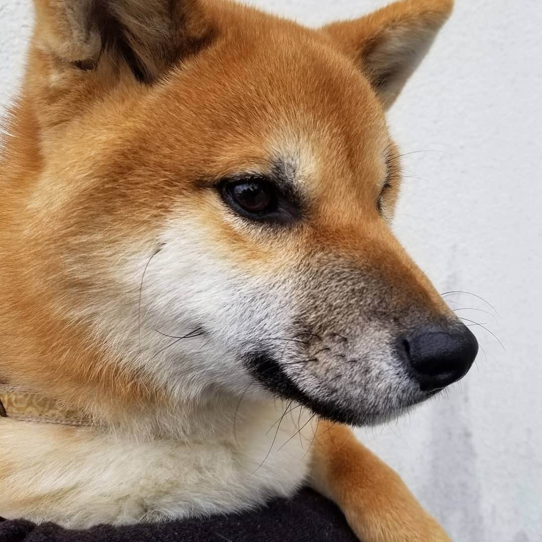 柴犬たま Shibainu Tamaさんのインスタグラム写真 - (柴犬たま Shibainu TamaInstagram)「1枚目のウニがたまに激似🤪💥﻿(笑) ﻿ 家族に見せてもたまと間違えられたほど😂😂﻿ (2枚目はたま1歳半くらいの写真)﻿ ﻿ ﻿ 横顔はウニの方が幼いかな〜🙄﻿ ﻿ Caption trans🇬🇧﻿﻿﻿﻿﻿﻿﻿﻿﻿ Uni in pic1 is just like Tama🤪💥﻿(lol) I showed this picture to my family. The family also mistook him for Tama😂😂 (pic2 is a picture of Tama around 1 year and 6 months old.)﻿ Profile looks more juvenile in Uni than Tama🙄﻿ ﻿﻿﻿﻿﻿﻿﻿﻿﻿ #柴犬たま #たママ #たまーば #たま家族 #柴犬ウニ #祖母と孫 #隔世遺伝 #シンクロ #似た者同士 #ふわもこ #かなりひし形﻿ #柴犬 #shiba #shibainu #shibastagram #犬 #dog #多頭飼い」12月6日 19時39分 - tama7653