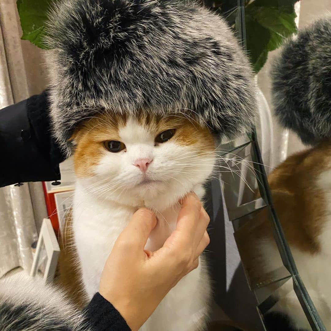 Nana _The Scottish Foldさんのインスタグラム写真 - (Nana _The Scottish FoldInstagram)「Baby it is cold outside, 😂 추운날씨 조심하라옹 . .  #고양이 #猫 #ねこ #スコ #cat #cats #catstagram #catsofinstagram #instagramcats #instacat #bestmeow #catoftheday #catsofworld #catsloversworld #catsofday #냥스타그램 #냥이 #caturday #gatos #cats_of_instagram #ilovemycat #catselfie #kittensofinstagram #kittens #catsdaily #kucing #london #스코티쉬폴드 #냥냥이」12月6日 19時43分 - ciao_nana