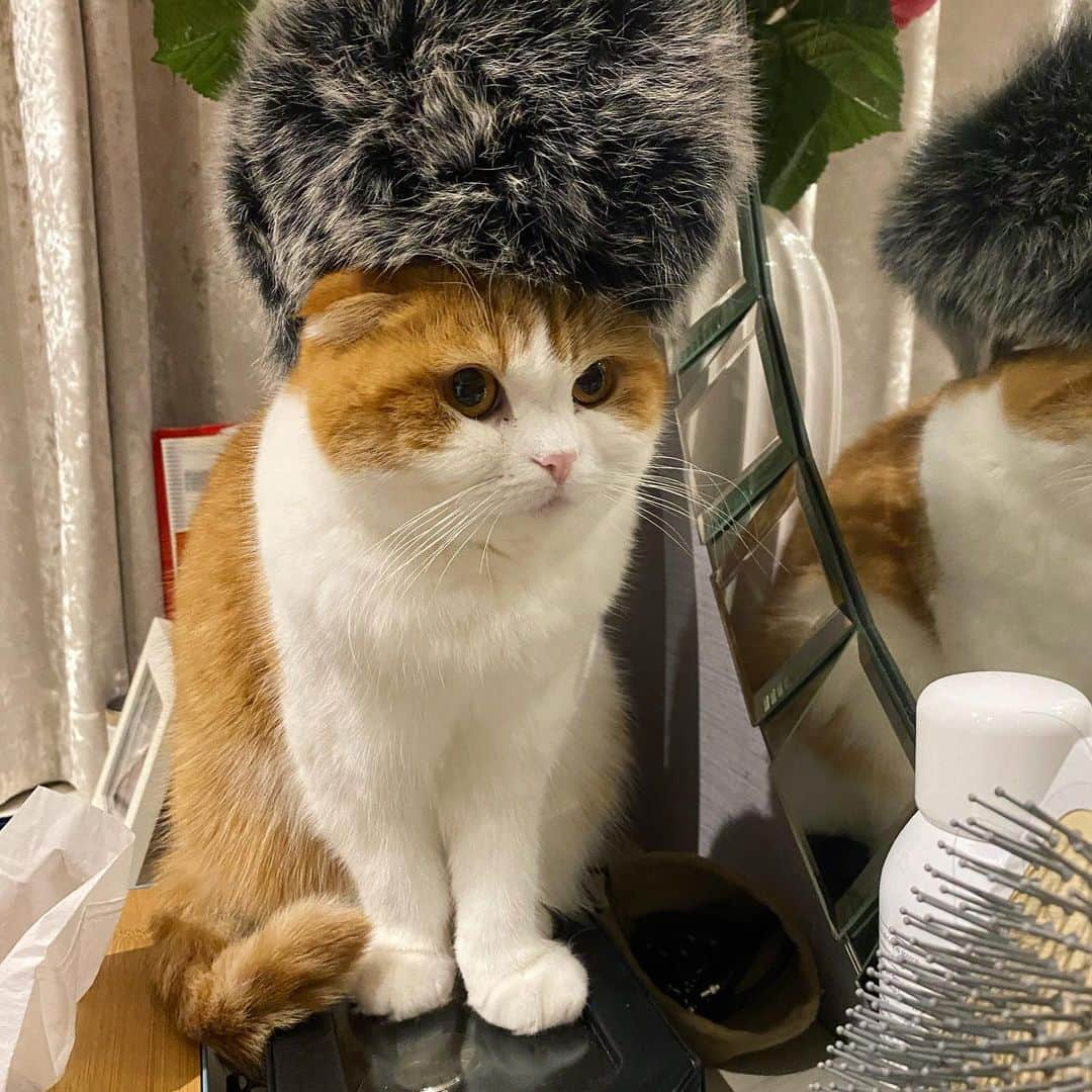 Nana _The Scottish Foldさんのインスタグラム写真 - (Nana _The Scottish FoldInstagram)「Baby it is cold outside, 😂 추운날씨 조심하라옹 . .  #고양이 #猫 #ねこ #スコ #cat #cats #catstagram #catsofinstagram #instagramcats #instacat #bestmeow #catoftheday #catsofworld #catsloversworld #catsofday #냥스타그램 #냥이 #caturday #gatos #cats_of_instagram #ilovemycat #catselfie #kittensofinstagram #kittens #catsdaily #kucing #london #스코티쉬폴드 #냥냥이」12月6日 19時43分 - ciao_nana