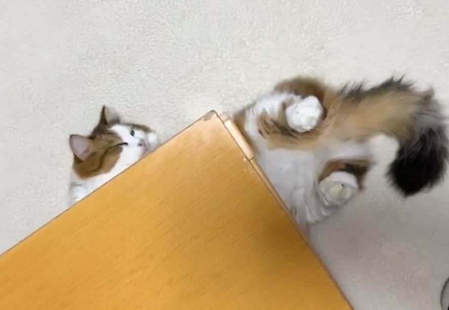 ひのき猫さんのインスタグラム写真 - (ひのき猫Instagram)「頭隠して尻隠さず…  あ、どっちも出てた(笑)」12月6日 19時48分 - hinoki.cute.kitten