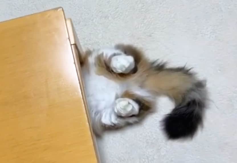 ひのき猫さんのインスタグラム写真 - (ひのき猫Instagram)「頭隠して尻隠さず…  あ、どっちも出てた(笑)」12月6日 19時48分 - hinoki.cute.kitten