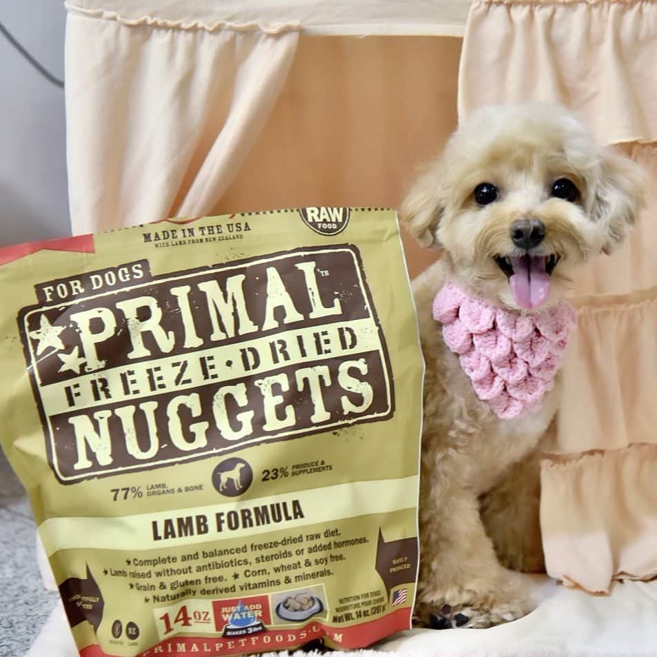 Truffle??松露?トリュフのインスタグラム：「📆(06/12/20)😁🥰A healthy 🐶is a happy 🐶Thanks #primalpetfoods for being my main source of nutrients and energy! #trufflenb2k #b2kpet」