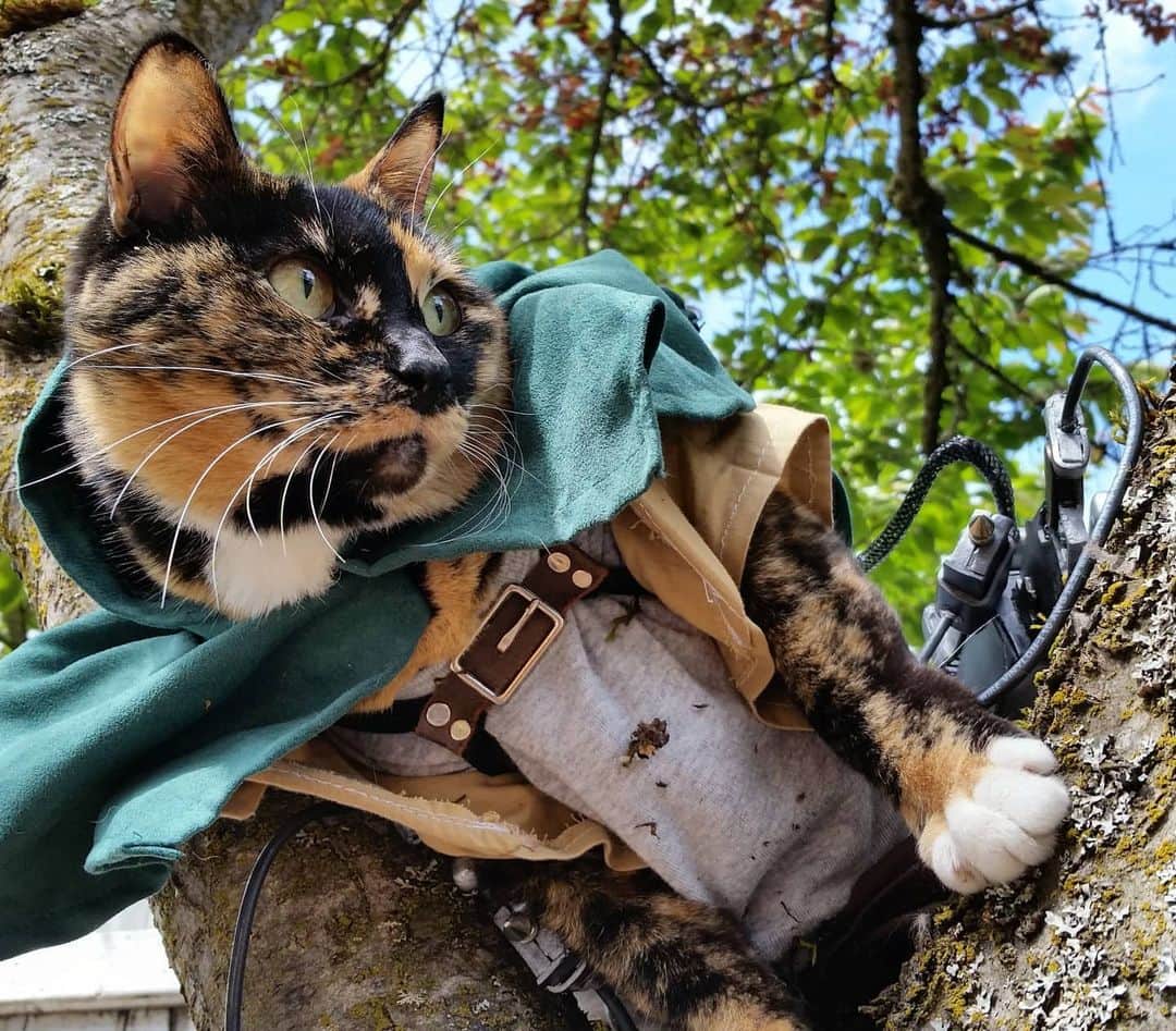 猫コスプレのインスタグラム