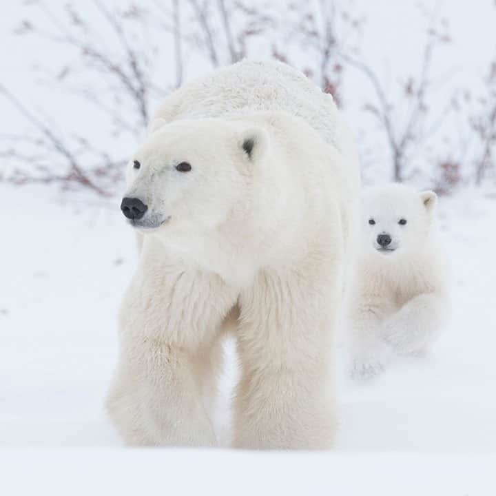 National Geographic Travelさんのインスタグラム写真 - (National Geographic TravelInstagram)「Photo by @DaisyGilardini / Wapusk National Park in northern Manitoba is one of the few locations in the Arctic where it’s possible to see polar bears leaving their maternity dens with their newborn cubs. Polar bears in the Hudson Bay area are the most studied of the 19 different subpopulations identified by scientists, due to the area's relatively easy access and the fact that it’s the southernmost location to see the Arctic bears. Polar bear families generally emerge from their dens in March and April, when cubs are strong enough to survive outdoors and are ready to make their first trek to the sea ice and learn how to hunt for seals.  Follow me @DaisyGilardini for more images and stories behind the scenes. #polarbear #climatechange #cute #Canada #wapusknationalpark」12月6日 20時38分 - natgeotravel