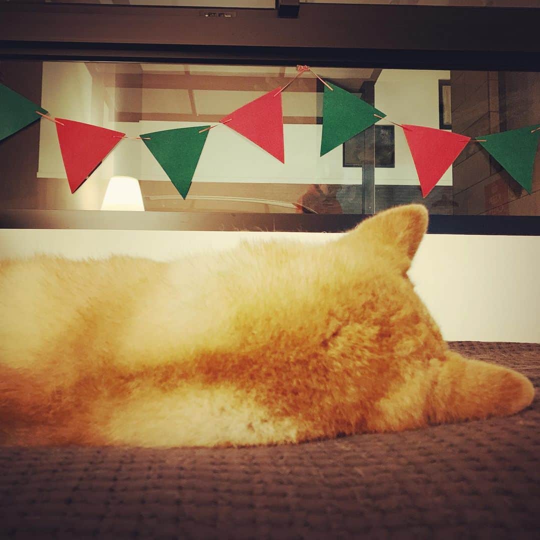 Coffeeのインスタグラム：「耶誕十二月來臨 🎄 #coffee_and_apple」