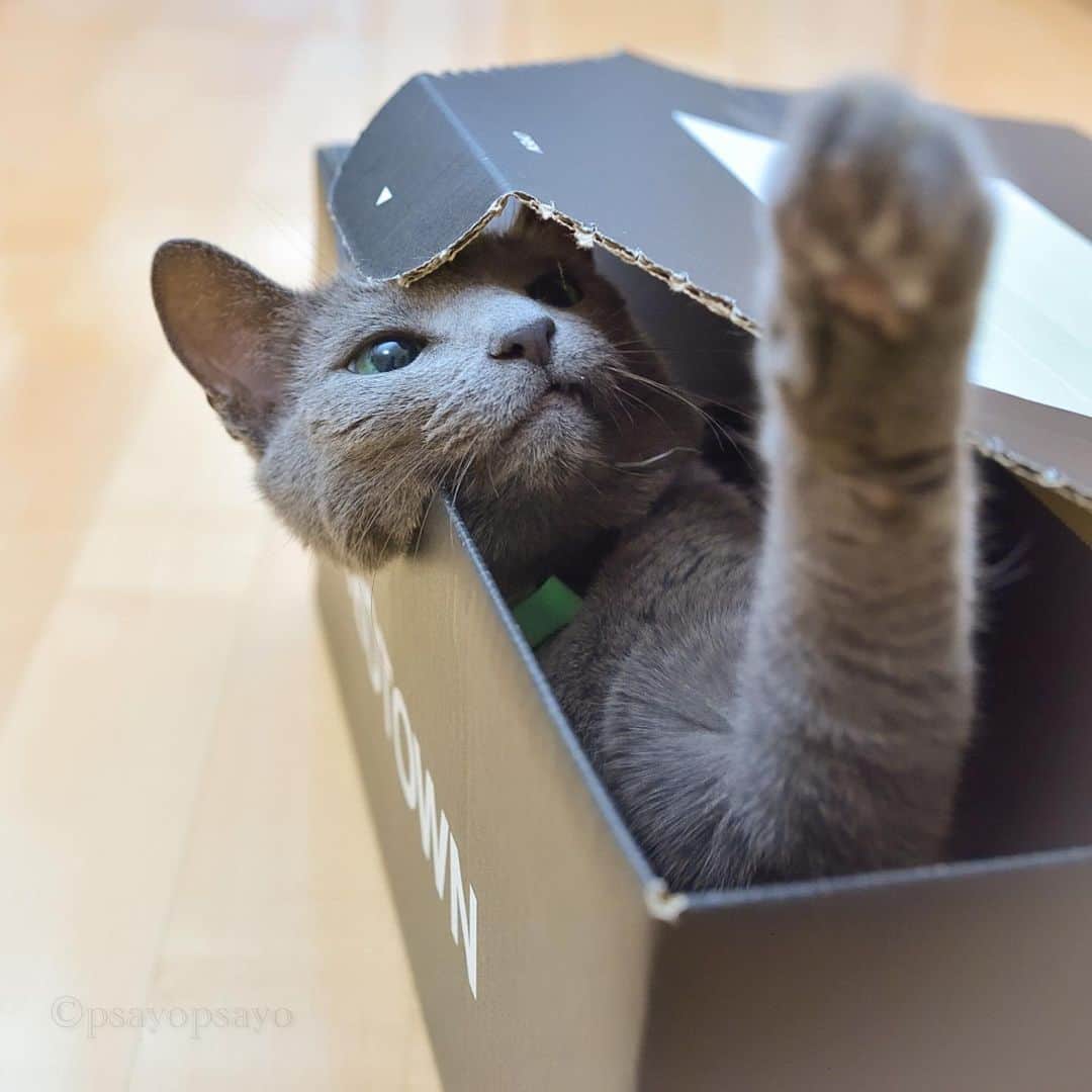❤?❤❤❤ Sayo ??❤?❤️❤️❤️のインスタグラム：「★Happy Sunday ★ .  Let's do something😺🐾💕💕. . ★何かに入ってるシリーズ★.  構ってちゃんな姐さんのチョイチョイで12月も宜しくです😊✨」
