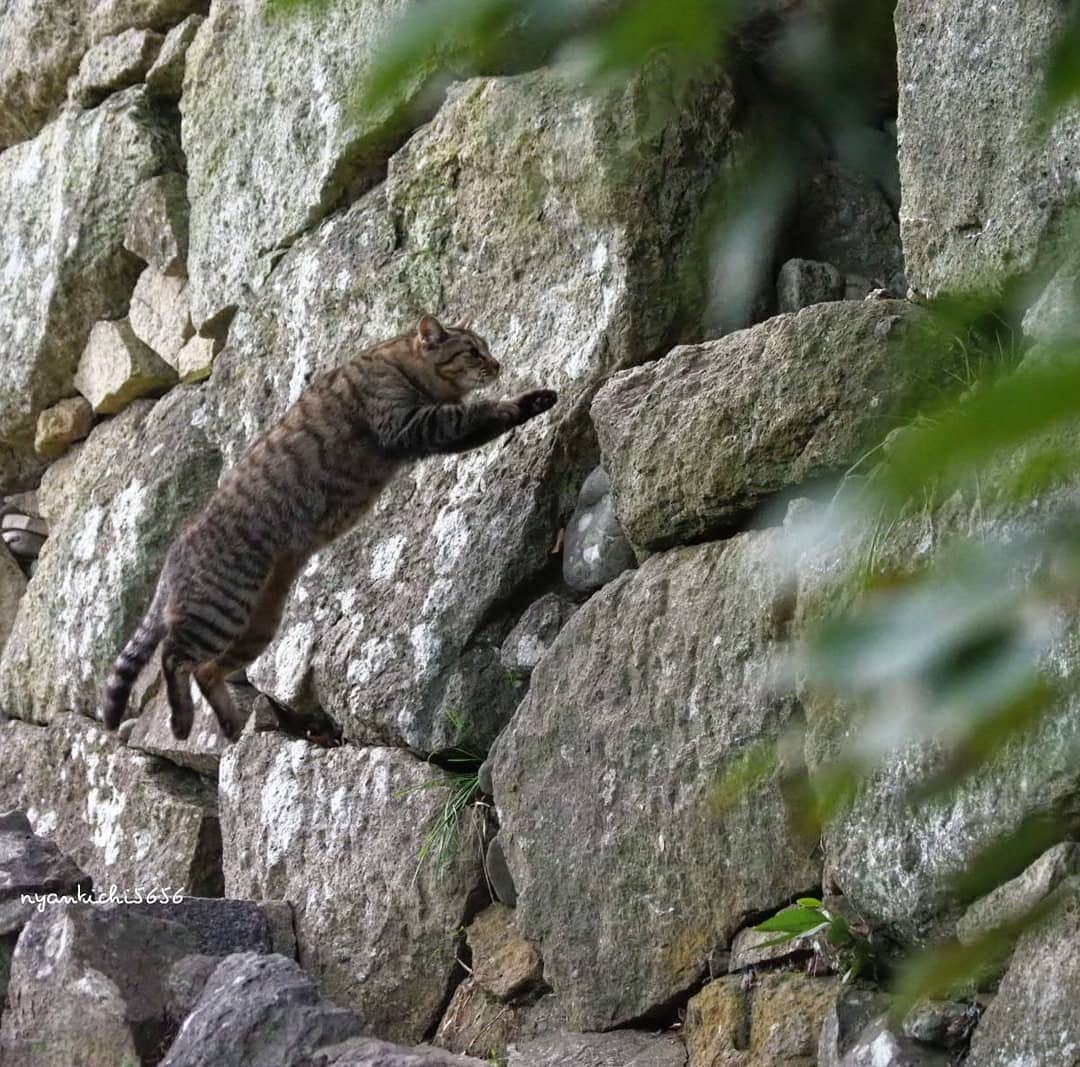 路地裏のにゃん吉のインスタグラム