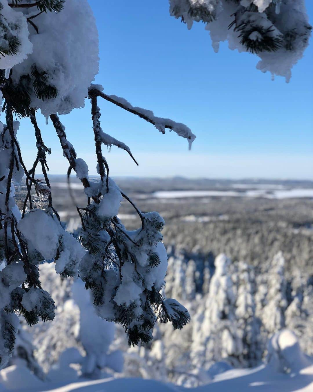 ラウラ・レピストさんのインスタグラム写真 - (ラウラ・レピストInstagram)「Happy independence day dear special Finland.💙🇫🇮 Not competing under the Finnish flag around the world anymore - instead, feeling so thankful and humble to actually have time to enjoy the outstanding nature and the purest air in the world.❄️💙 Even though I must say I miss traveling a bit, there’s no place like home.💙 . . . . #finland #suomi #independenceday #itsenäisyyspäivä #visitfinland #ourfinland」12月6日 21時10分 - lauralepisto