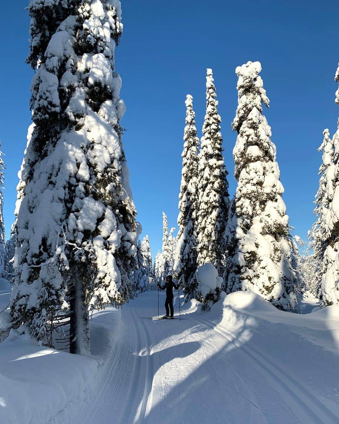 ラウラ・レピストさんのインスタグラム写真 - (ラウラ・レピストInstagram)「Happy independence day dear special Finland.💙🇫🇮 Not competing under the Finnish flag around the world anymore - instead, feeling so thankful and humble to actually have time to enjoy the outstanding nature and the purest air in the world.❄️💙 Even though I must say I miss traveling a bit, there’s no place like home.💙 . . . . #finland #suomi #independenceday #itsenäisyyspäivä #visitfinland #ourfinland」12月6日 21時10分 - lauralepisto