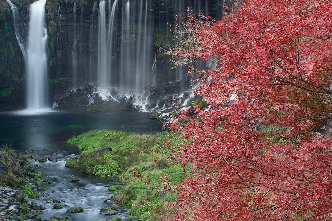 大越光貴のインスタグラム：「Autumn🍁﻿ ﻿ #2020autumn #autumninjapan #autumnfashion #waterfallphotography #japaneselandscape #japaneseautumn #白糸の滝 #田貫湖 #富士山 #紅葉狩り #紅葉2020 #紅葉ハンター #滝好きな人と繋がりたい #滝が好き #絶景ハンター #ファインダー越しの私の世界 #紅葉見に行こうよう」