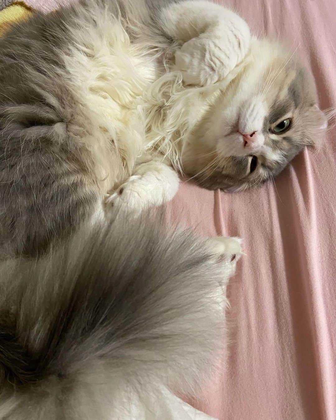 蒼山みことさんのインスタグラム写真 - (蒼山みことInstagram)「今日は、愛猫ペコラの1歳の誕生日でした🐈🎂 ペコラが来てから毎日が幸せで、楽しくて、ペコラがいるだけで癒やされるし、ネガティブな気持ちなんていっさい無くなりました🥰 本当にありがとう☺ 大好きという言葉では表せないほど、ペコラのことを愛してます💓 これからもずっと一緒にいてね😉  誕生日のときの写真はまた後日あげます🙆‍♀  #newpost #photo #photography #happybirthday #誕生日 #cat #猫 #子猫 #1歳 #1歳誕生日 #アメリカンカール #ペコラ #男の子 #猫のいる暮らし #ペットのいる生活 #猫好きさんと繋がりたい #いいね #いいね返し #いいね返しは絶対 #lfl #l4l #likeforlikes #like4likes #instaphoto #instagood #follow #followｍe」12月6日 22時00分 - mikoto__aoyama0917