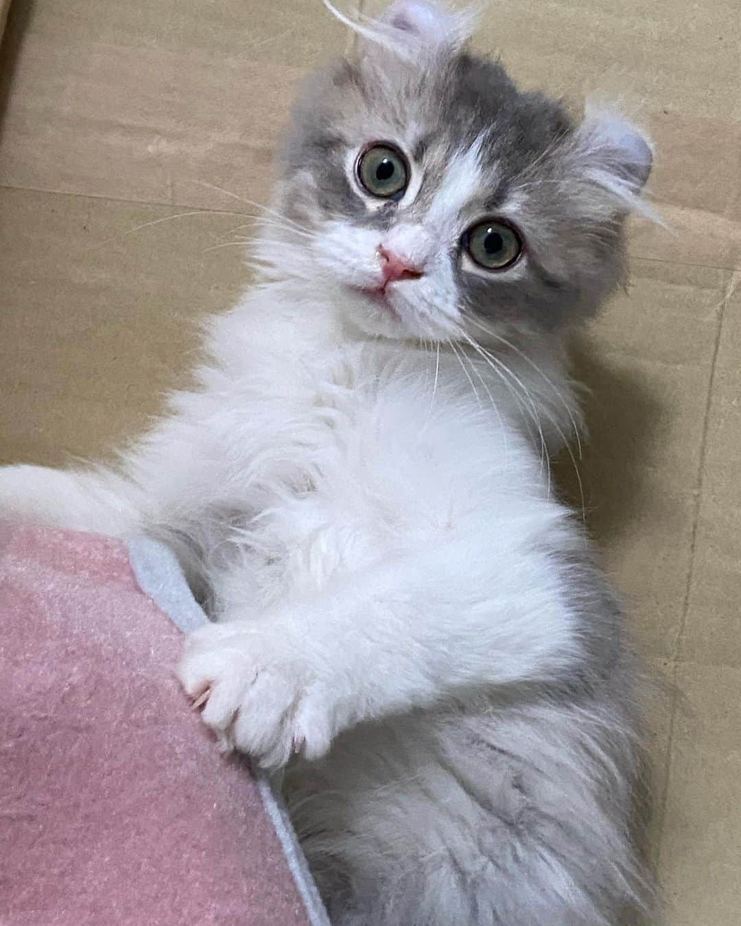 蒼山みことさんのインスタグラム写真 - (蒼山みことInstagram)「今日は、愛猫ペコラの1歳の誕生日でした🐈🎂 ペコラが来てから毎日が幸せで、楽しくて、ペコラがいるだけで癒やされるし、ネガティブな気持ちなんていっさい無くなりました🥰 本当にありがとう☺ 大好きという言葉では表せないほど、ペコラのことを愛してます💓 これからもずっと一緒にいてね😉  誕生日のときの写真はまた後日あげます🙆‍♀  #newpost #photo #photography #happybirthday #誕生日 #cat #猫 #子猫 #1歳 #1歳誕生日 #アメリカンカール #ペコラ #男の子 #猫のいる暮らし #ペットのいる生活 #猫好きさんと繋がりたい #いいね #いいね返し #いいね返しは絶対 #lfl #l4l #likeforlikes #like4likes #instaphoto #instagood #follow #followｍe」12月6日 22時00分 - mikoto__aoyama0917