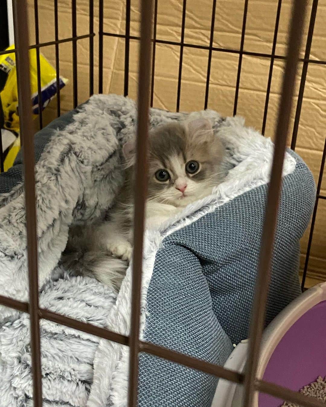 蒼山みことさんのインスタグラム写真 - (蒼山みことInstagram)「今日は、愛猫ペコラの1歳の誕生日でした🐈🎂 ペコラが来てから毎日が幸せで、楽しくて、ペコラがいるだけで癒やされるし、ネガティブな気持ちなんていっさい無くなりました🥰 本当にありがとう☺ 大好きという言葉では表せないほど、ペコラのことを愛してます💓 これからもずっと一緒にいてね😉  誕生日のときの写真はまた後日あげます🙆‍♀  #newpost #photo #photography #happybirthday #誕生日 #cat #猫 #子猫 #1歳 #1歳誕生日 #アメリカンカール #ペコラ #男の子 #猫のいる暮らし #ペットのいる生活 #猫好きさんと繋がりたい #いいね #いいね返し #いいね返しは絶対 #lfl #l4l #likeforlikes #like4likes #instaphoto #instagood #follow #followｍe」12月6日 22時00分 - mikoto__aoyama0917
