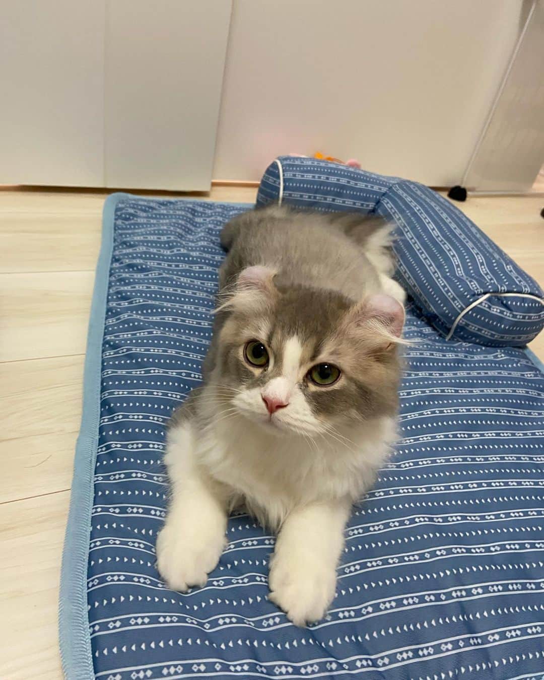 蒼山みことさんのインスタグラム写真 - (蒼山みことInstagram)「今日は、愛猫ペコラの1歳の誕生日でした🐈🎂 ペコラが来てから毎日が幸せで、楽しくて、ペコラがいるだけで癒やされるし、ネガティブな気持ちなんていっさい無くなりました🥰 本当にありがとう☺ 大好きという言葉では表せないほど、ペコラのことを愛してます💓 これからもずっと一緒にいてね😉  誕生日のときの写真はまた後日あげます🙆‍♀  #newpost #photo #photography #happybirthday #誕生日 #cat #猫 #子猫 #1歳 #1歳誕生日 #アメリカンカール #ペコラ #男の子 #猫のいる暮らし #ペットのいる生活 #猫好きさんと繋がりたい #いいね #いいね返し #いいね返しは絶対 #lfl #l4l #likeforlikes #like4likes #instaphoto #instagood #follow #followｍe」12月6日 22時00分 - mikoto__aoyama0917