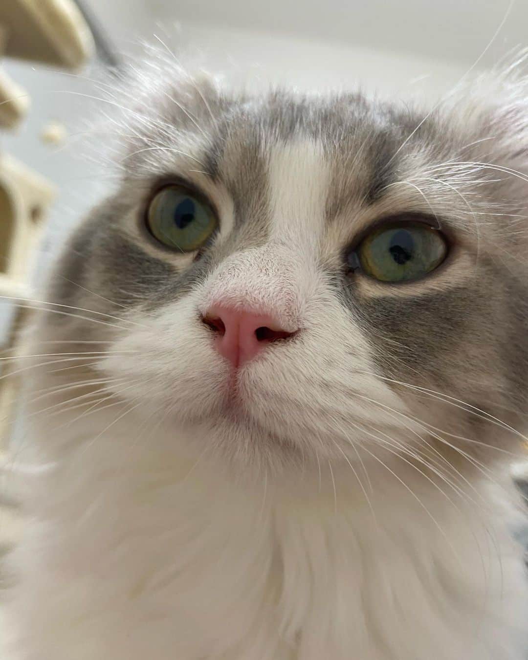 蒼山みことさんのインスタグラム写真 - (蒼山みことInstagram)「今日は、愛猫ペコラの1歳の誕生日でした🐈🎂 ペコラが来てから毎日が幸せで、楽しくて、ペコラがいるだけで癒やされるし、ネガティブな気持ちなんていっさい無くなりました🥰 本当にありがとう☺ 大好きという言葉では表せないほど、ペコラのことを愛してます💓 これからもずっと一緒にいてね😉  誕生日のときの写真はまた後日あげます🙆‍♀  #newpost #photo #photography #happybirthday #誕生日 #cat #猫 #子猫 #1歳 #1歳誕生日 #アメリカンカール #ペコラ #男の子 #猫のいる暮らし #ペットのいる生活 #猫好きさんと繋がりたい #いいね #いいね返し #いいね返しは絶対 #lfl #l4l #likeforlikes #like4likes #instaphoto #instagood #follow #followｍe」12月6日 22時00分 - mikoto__aoyama0917