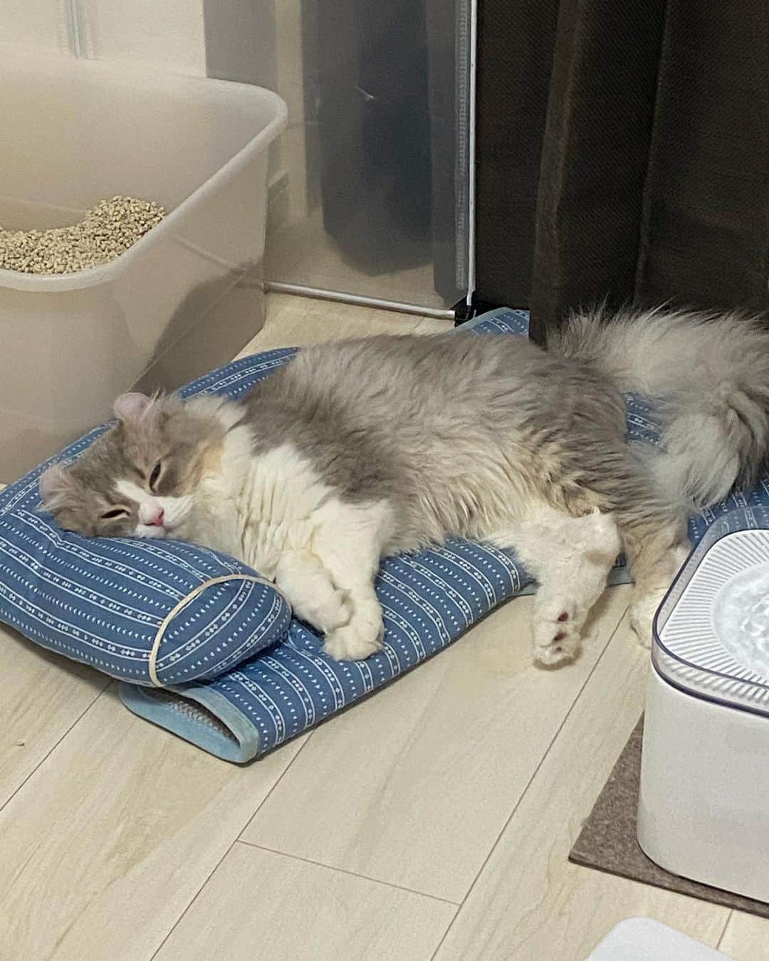 蒼山みことさんのインスタグラム写真 - (蒼山みことInstagram)「今日は、愛猫ペコラの1歳の誕生日でした🐈🎂 ペコラが来てから毎日が幸せで、楽しくて、ペコラがいるだけで癒やされるし、ネガティブな気持ちなんていっさい無くなりました🥰 本当にありがとう☺ 大好きという言葉では表せないほど、ペコラのことを愛してます💓 これからもずっと一緒にいてね😉  誕生日のときの写真はまた後日あげます🙆‍♀  #newpost #photo #photography #happybirthday #誕生日 #cat #猫 #子猫 #1歳 #1歳誕生日 #アメリカンカール #ペコラ #男の子 #猫のいる暮らし #ペットのいる生活 #猫好きさんと繋がりたい #いいね #いいね返し #いいね返しは絶対 #lfl #l4l #likeforlikes #like4likes #instaphoto #instagood #follow #followｍe」12月6日 22時00分 - mikoto__aoyama0917
