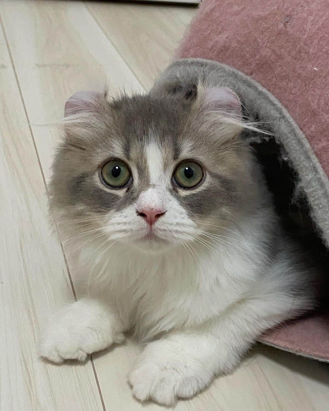 蒼山みことさんのインスタグラム写真 - (蒼山みことInstagram)「今日は、愛猫ペコラの1歳の誕生日でした🐈🎂 ペコラが来てから毎日が幸せで、楽しくて、ペコラがいるだけで癒やされるし、ネガティブな気持ちなんていっさい無くなりました🥰 本当にありがとう☺ 大好きという言葉では表せないほど、ペコラのことを愛してます💓 これからもずっと一緒にいてね😉  誕生日のときの写真はまた後日あげます🙆‍♀  #newpost #photo #photography #happybirthday #誕生日 #cat #猫 #子猫 #1歳 #1歳誕生日 #アメリカンカール #ペコラ #男の子 #猫のいる暮らし #ペットのいる生活 #猫好きさんと繋がりたい #いいね #いいね返し #いいね返しは絶対 #lfl #l4l #likeforlikes #like4likes #instaphoto #instagood #follow #followｍe」12月6日 22時00分 - mikoto__aoyama0917