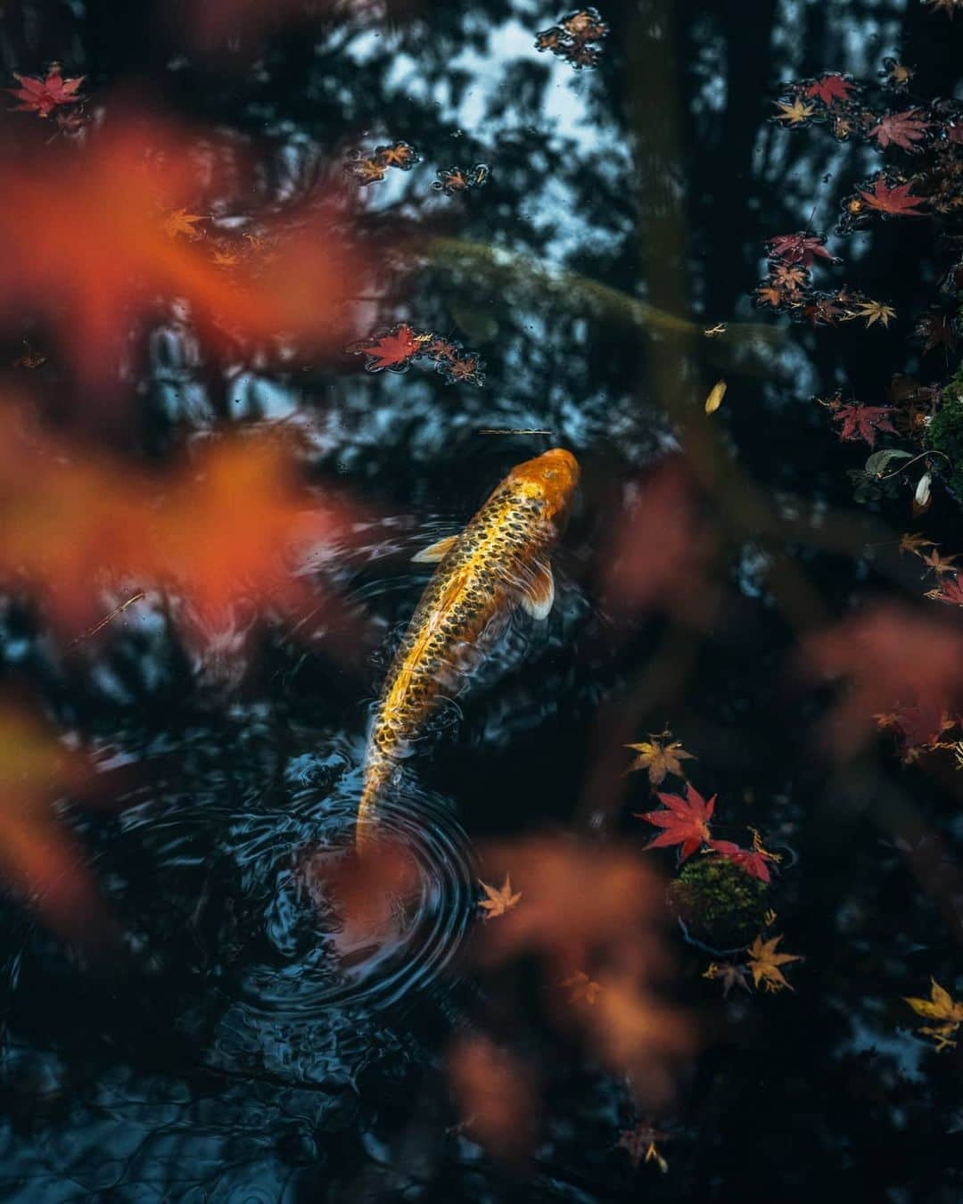 福田洋昭のインスタグラム：「Staring endlessly into goldfish ponds  #OnlyinKyoto & pretty much what I needed to do to get this shot 😅🎏」