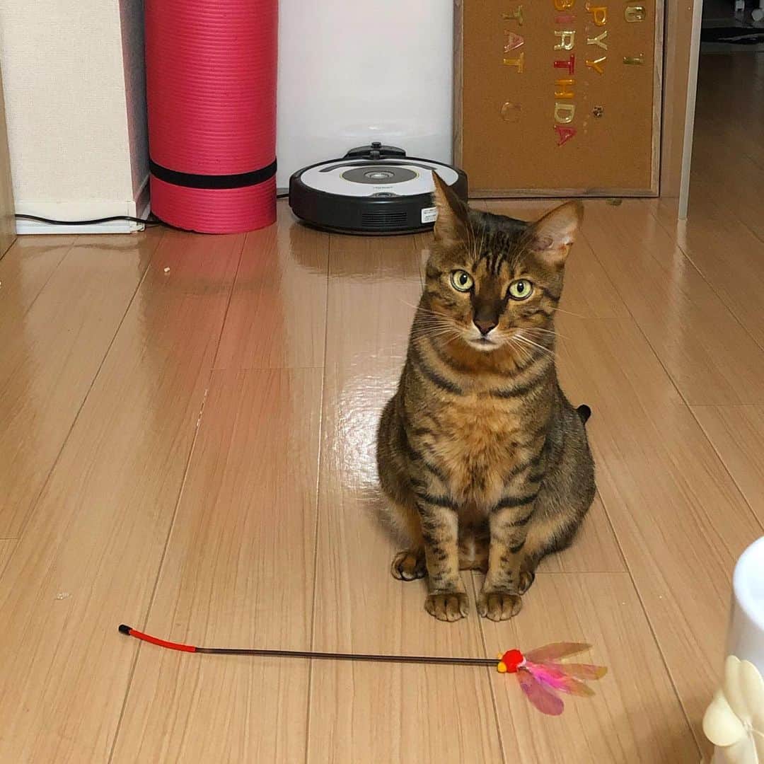 佐野千晃のインスタグラム：「あたしの一番の味方は今日も元気です！﻿ ﻿ 可愛いにゃんこ見て癒されて！﻿ ﻿ #cat #catstgram #catlovers #nyamnyam #nya #nyaaa #こたちゅくん #にゃー #にゃんこ #猫 #ベンガル #ベンガル猫 #猫好きと繋がりたい #猫のいる生活 #写真好きな人と繋がりたい #写真撮ってる人と繋がりたい」