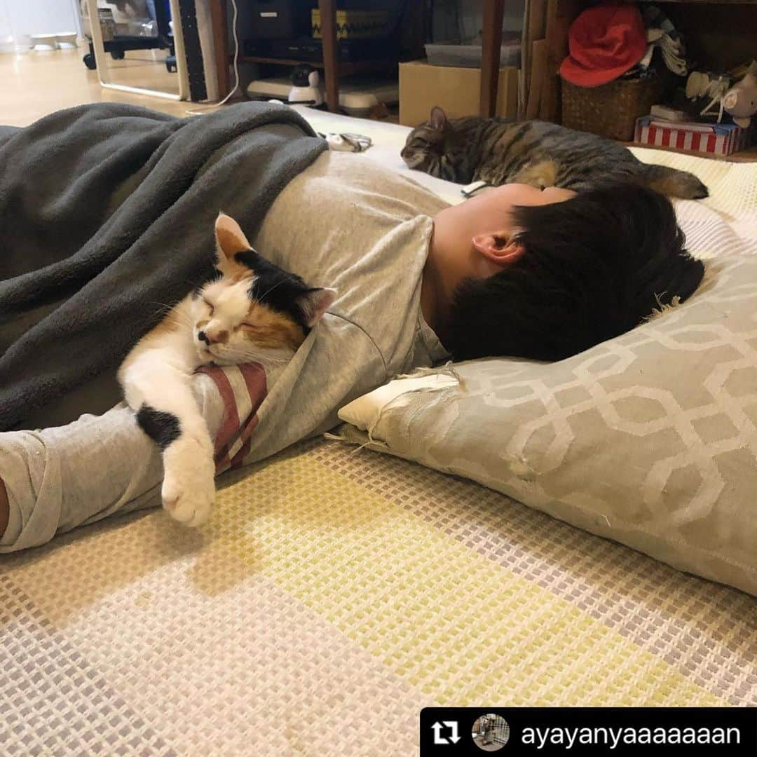 ねこさんのインスタグラム写真 - (ねこInstagram)「【#ねこは人を笑顔にする 】 うでまくらぁ〜😻💓💤 @ayayanyaaaaaaan さん、ありがとう💭♥️ #Repost @ayayanyaaaaaaan with @make_repost ・・・ とろける蕨😍  #はるちんとわらび #ねこは人を笑顔にする  #やっぱり猫が好き #とろけるにゃんこ #ホカペ#冬ねこ #今日のにゃんこ#ねこすたぐらむ#にゃんすたぐらむ#にゃんだふるらいふ#ねこのいる暮らし#ねこ部#ねこ好き#みんねこ#保護猫#わらびとわさび」12月6日 22時34分 - neko_magazine