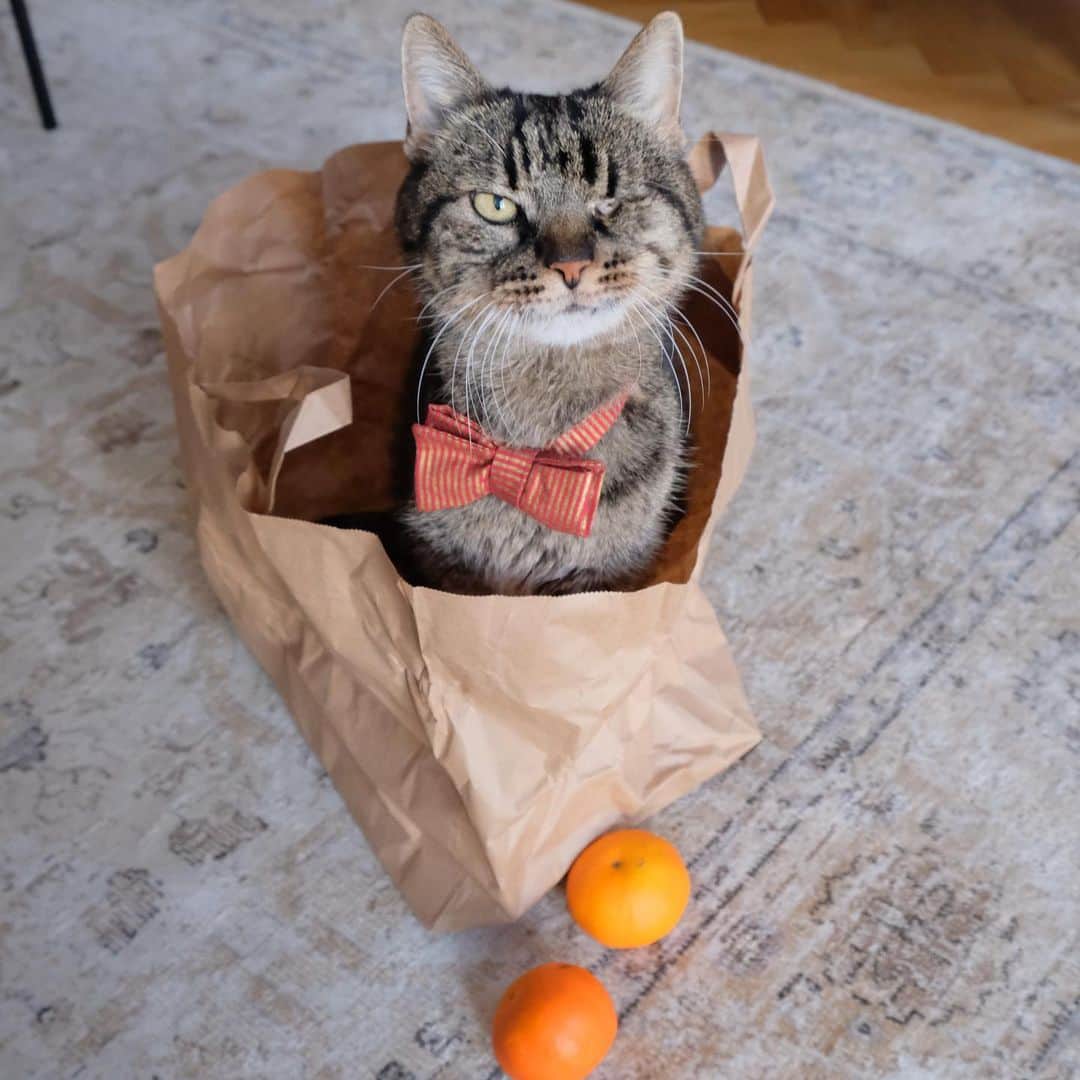 catinberlinさんのインスタグラム写真 - (catinberlinInstagram)「Happy #StNicholas Day! He left a pretty nice paper bag for me. 👌🏻😻 And you? www.catinberlin.com」12月6日 22時59分 - catinberlin