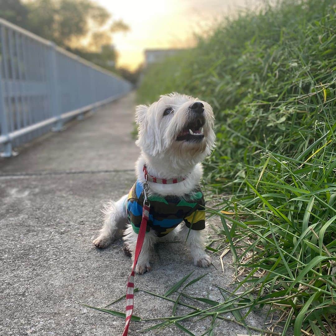 Hoykong&Plamuekのインスタグラム：「Afternoon walk #plamuek_westies」