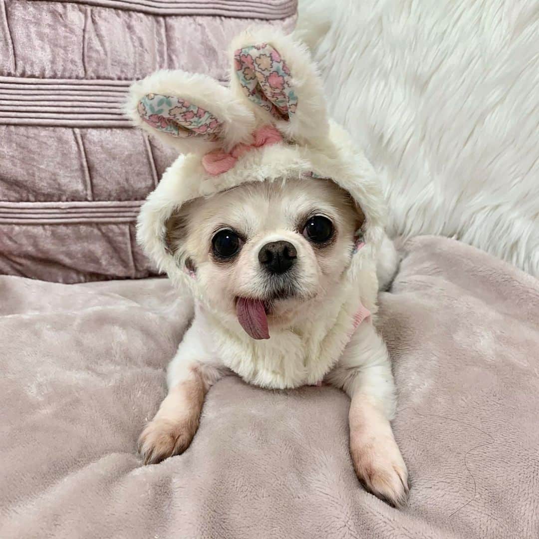 のインスタグラム：「最近のイッヌをどぞ 寒い日が続いてますが 皆さん体調崩さないように😭💓 . イッヌたちをみて 癒されてくださいね！！ . #イッヌ#チワワ#チワワのいる暮らし #チワワ部 #チワワ大好き #dog#puppy#chiwawa#犬#犬のいる暮らし #犬好きな人と繋がりたい」