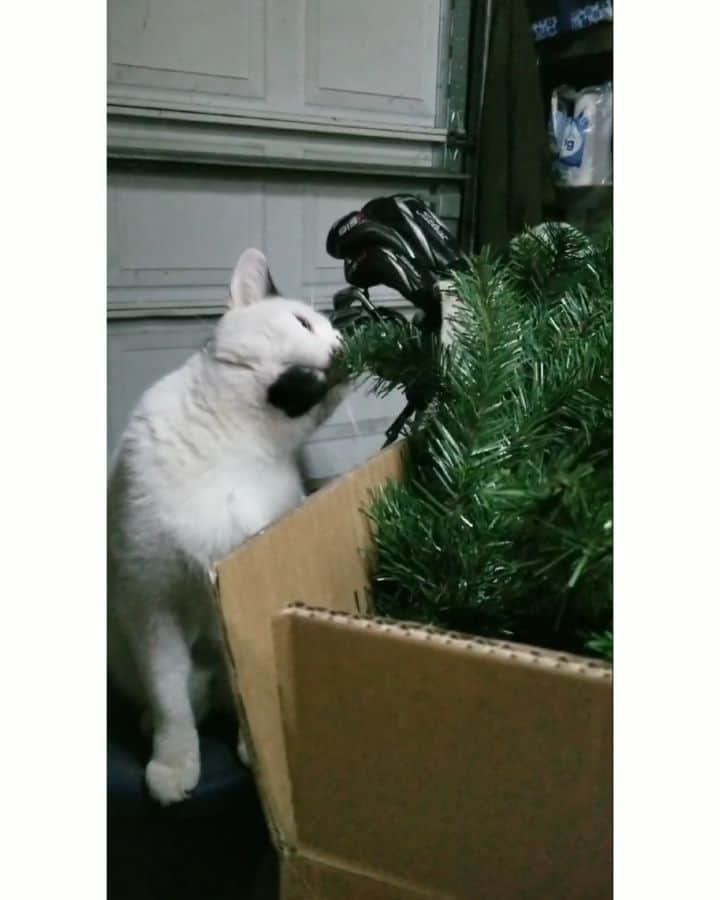 のインスタグラム：「What have I done #gusmas」