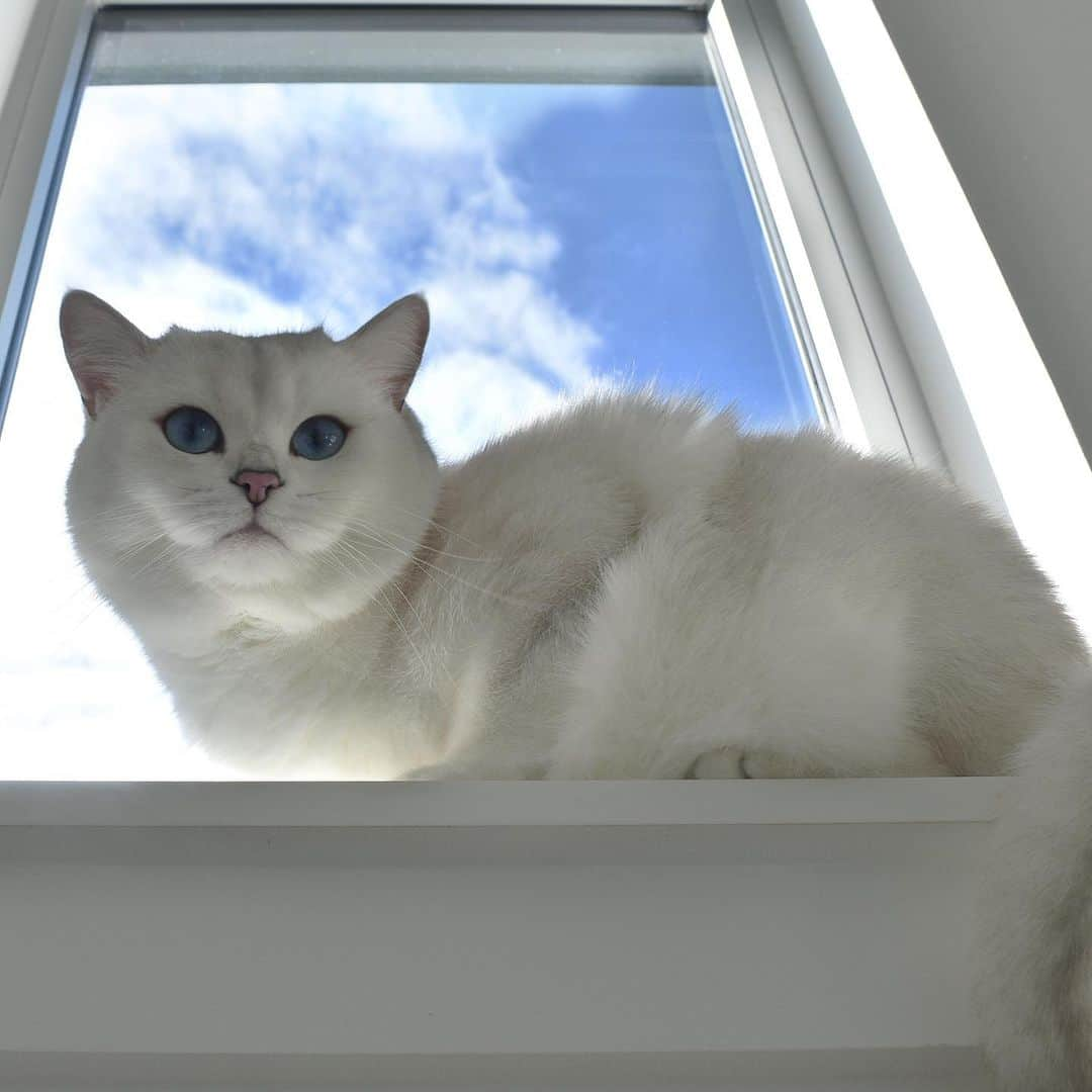 コビーさんのインスタグラム写真 - (コビーInstagram)「I, King Coby, hereby declare this windowsill as my throne. You may now bend the knee.」12月6日 23時34分 - cobythecat