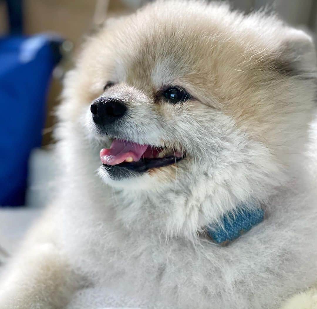 Ella Chuffyさんのインスタグラム写真 - (Ella ChuffyInstagram)「Happy Chuffy 🦮  . . . . . . . . . #ellachuffy #pet #petstagram #pomeranianpage #dog_features #pomeraniansofinstagram #dogsofinstaworld #stayhome #cutedogs #pomeranian_lovers #pomeranianlife #pomeranianworld #teddybeardog #pomeranian #dogsofinstaworld #aplacetolovedogs #dogoftheday #justpomeranians #fluffypack #dogoftheday #anmlsposts #thedailypompom #picoftheday」12月6日 23時41分 - missdiad
