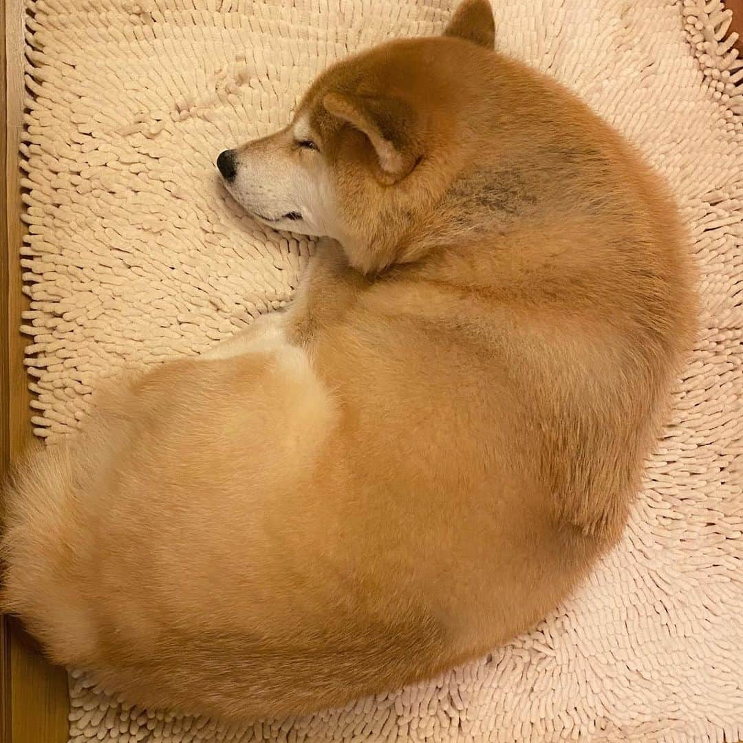 まる（まるたろう）さんのインスタグラム写真 - (まる（まるたろう）Instagram)「Good night!✨🐶💤✨絶賛冬毛の準備中 #パパがいつも触ってくるの😩 #あれどうにかならんかな #セクハラよね #普通に」12月7日 0時13分 - marutaro