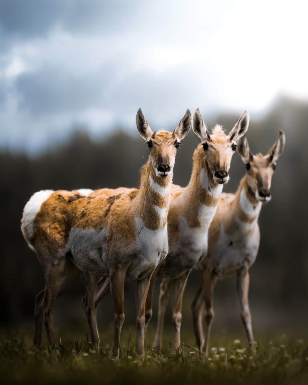 Discoveryさんのインスタグラム写真 - (DiscoveryInstagram)「Ladies of the West. As I was laying in the grass photographing a curious female pronghorn, two others walked up and stood in perfect alignment. They were staggered in a way that started with the first female in tack sharp focus, but got more blurry down the line. Pronghorn are common to see in Grand Teton National Park, but they are incredibly interesting regardless!  Photo + Caption: Jeff Brenner (@jeff.n.brenner)  #pronghorn #triplethreat #grandtetonnationalpark #nature_perfection #wildlifephotography」12月7日 0時31分 - discovery