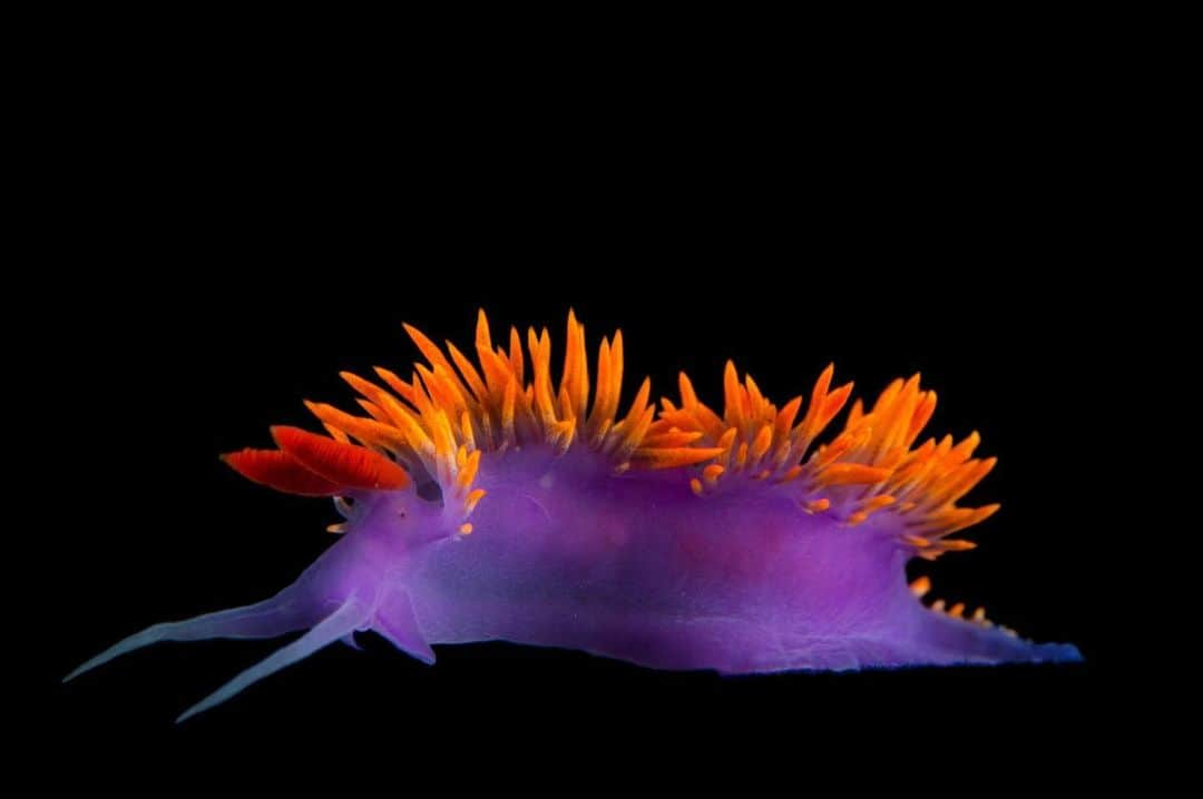 Joel Sartoreさんのインスタグラム写真 - (Joel SartoreInstagram)「Wondering how the Spanish shawl nudibranch got its stellar coloration? The magic happens when the nudibranch feeds on a species of hydroid, a small predator related to jellyfish. The hydroid possesses a pigment called astaxanthin, which when consumed by the nudibranch, presents itself in three different states, creating the purple, orange, and red colors you see in this picture. Photo taken @ucsbreef. #nudibranch #spanish #shawl #colorful #bright #neon #aquatic #PhotoArk #savetogether」12月7日 0時39分 - joelsartore