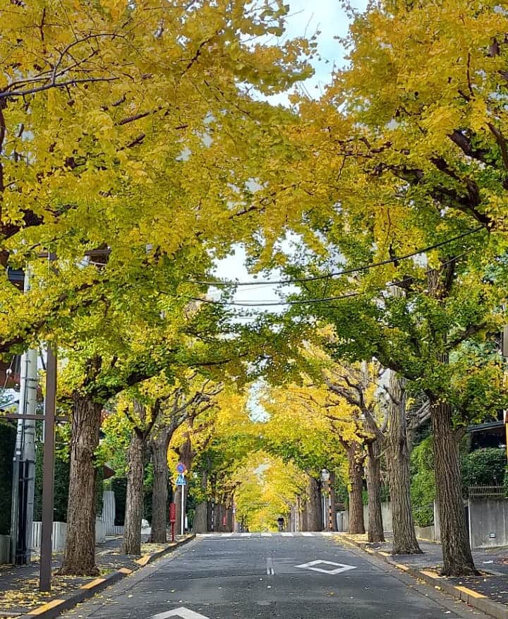 フォリクラッセ・ケータリングさんのインスタグラム写真 - (フォリクラッセ・ケータリングInstagram)「冬の並木道♡  だいぶ葉っぱも落ちちゃいました。  ぎんなんもたくさん落ちちゃいました。  黄色とグリーンの並木道。  Amaimon色と ポタジェニスタ色♡  これ言いたくて 朝から車に気をつけながら "パシャッ"っと  青空広がりそうな月曜日も 11:00オープンです！  みなさまのご来店をお待ち致します！！  デリカテッセン専門店｢ポタジェニスタ｣ スイーツ専門店｢Amaimon｣ 足立区千住橋戸町15-3  ｢おうちdeビストロ・フォリクラッセ｣ 足立区千住河原町41-14 050-8880-2784  ココからデリバリーの注文できます♡ ↓↓↓ https://deli-holic.com/store/FUORICLASSE-BENTO_DELI  ｢フライドチキン チキナーズTOKYO｣ 足立区千住河原町41-14 03-6821-2212  ココからデリバリーの注文できます♡ ↓↓↓ https://deli-holic.com/store/Chickeners  #並木道 #銀杏並木 #ぎんなん #いちょう #ポタジェニスタ #デリカテッセン #delicatessen  #山梨県野の風農園  #あまいもん #Amaimon  #瀬戸内レモン #瀬戸田レモン #フォリクラッセケータリング #fuoriclasse #catering #おうちdeビストロ #chickenersTOKYO #チキナーズTOKYO #デリバリー #テイクアウト #宅配 #お弁当 #お惣菜 #おうちレストラン #北千住 #千住大橋 #千住橋戸町」12月7日 0時35分 - fuoriclasse_catering